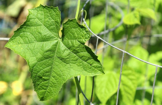 1 thứ trên cây mướp người biết dùng là "báu vật" cho gan, mắt và da NHƯNG không biết thì coi như... đồ bỏ - Ảnh 2.