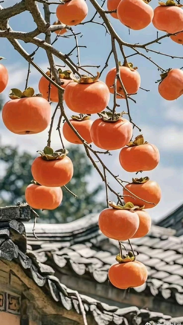 2 người bạn thân U45 bán nhà ở phố về quê xây homestay dưỡng già, nửa năm sau ngồi khóc: Đây là địa ngục- Ảnh 4. 2 người bạn thân U45 bán nhà ở phố về quê xây homestay dưỡng già, nửa năm sau ngồi khóc: Đây là địa ngục- Ảnh 4.