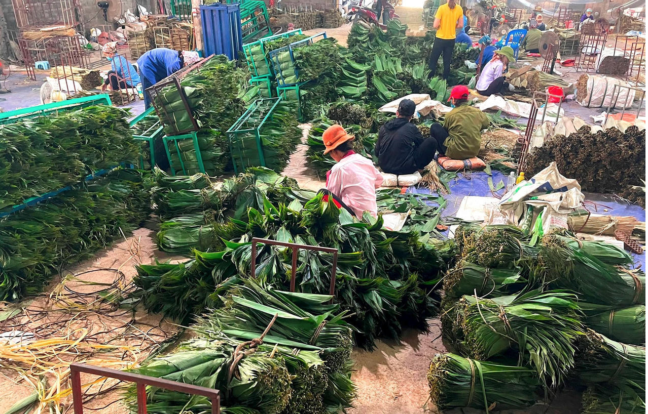 Loại lá trước kia cho không ai lấy, nay được Trung Quốc bao mua: Người dân Phú Thọ “hái ra tiền tỷ”- Ảnh 1. Loại lá trước kia cho không ai lấy, nay được Trung Quốc bao mua: Người dân Phú Thọ “hái ra tiền tỷ”- Ảnh 1.