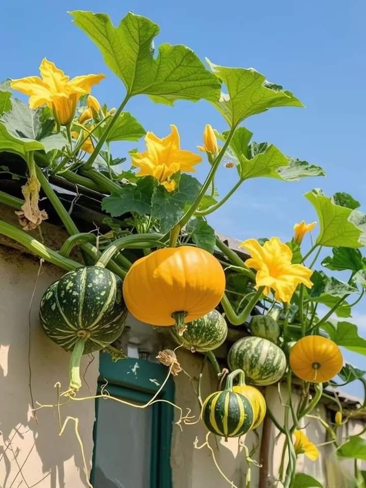 2 người bạn thân U45 bán nhà ở phố về quê xây homestay dưỡng già, nửa năm sau ngồi khóc: Đây là địa ngục- Ảnh 5. 2 người bạn thân U45 bán nhà ở phố về quê xây homestay dưỡng già, nửa năm sau ngồi khóc: Đây là địa ngục- Ảnh 5.