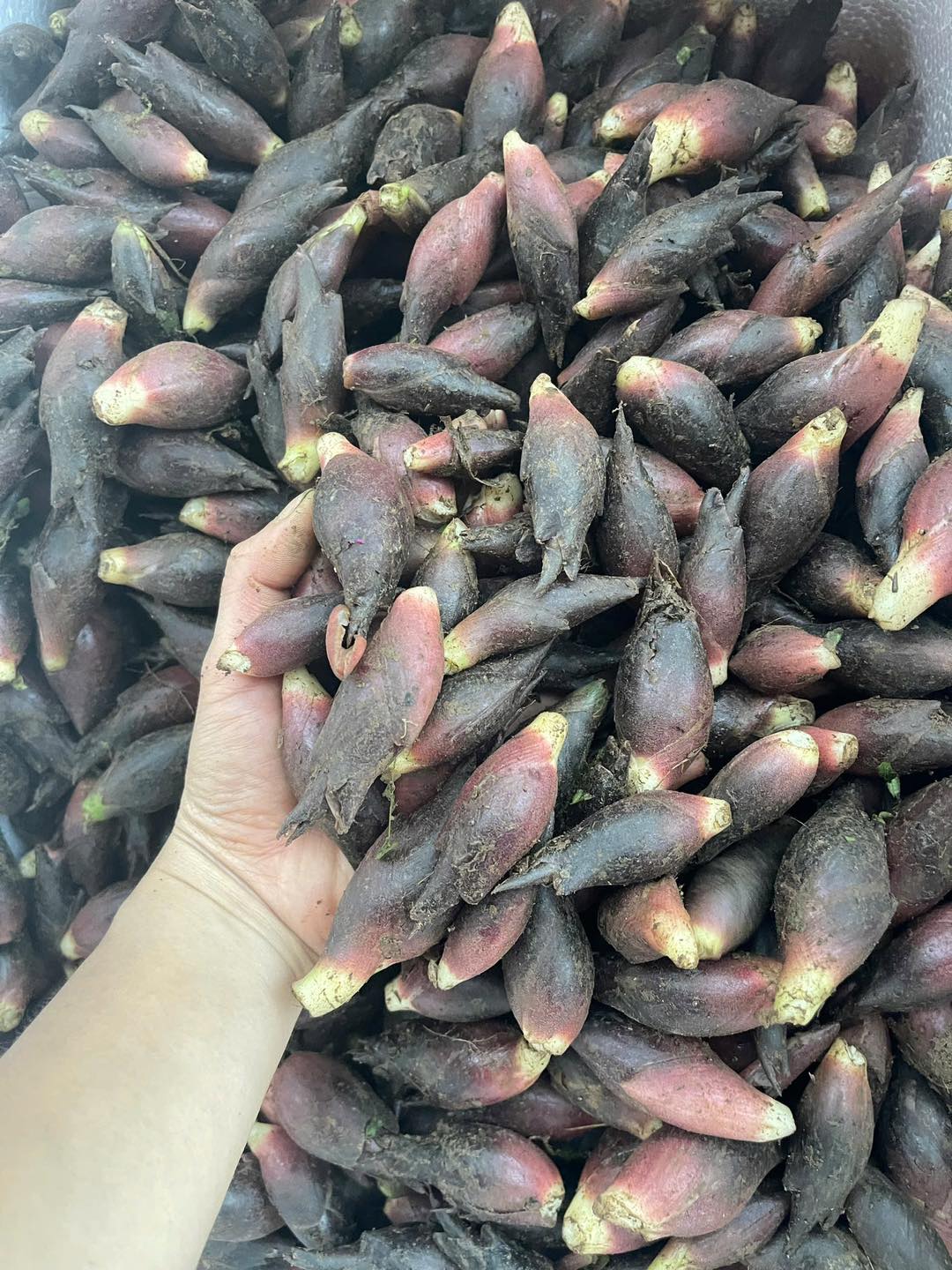 Không chỉ có mùa vàng rực rỡ, nơi này còn cất giấu "báu vật tựa nhân sâm" khiến thực khách say mê - Ảnh 1. Không chỉ có mùa vàng rực rỡ, nơi này còn cất giấu "báu vật tựa nhân sâm" khiến thực khách say mê - Ảnh 1.