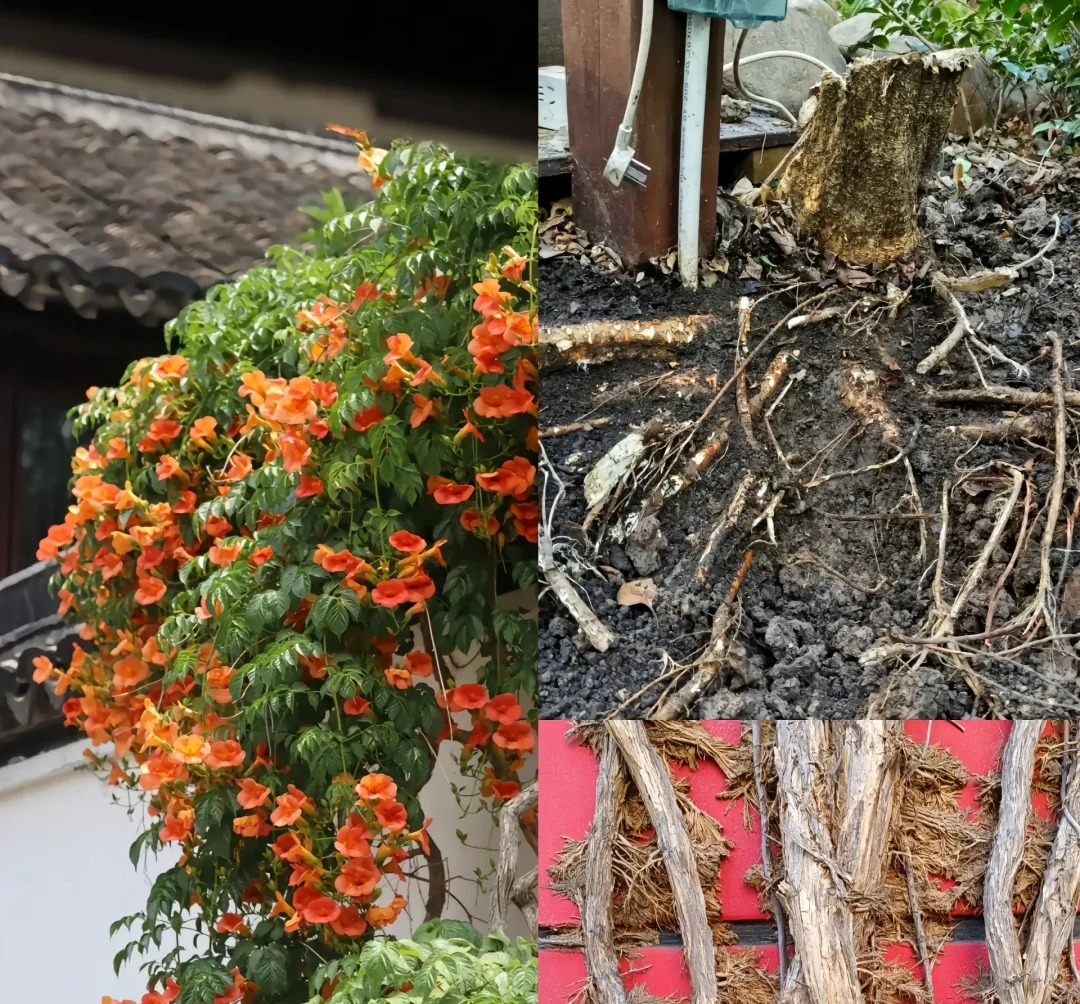 Đừng trồng 8 loại cây này trong nhà - tưởng đẹp mà hóa rước họa, ai từng trồng đều phải “hối hận muốn khóc”!- Ảnh 2. Đừng trồng 8 loại cây này trong nhà - tưởng đẹp mà hóa rước họa, ai từng trồng đều phải “hối hận muốn khóc”!- Ảnh 2.