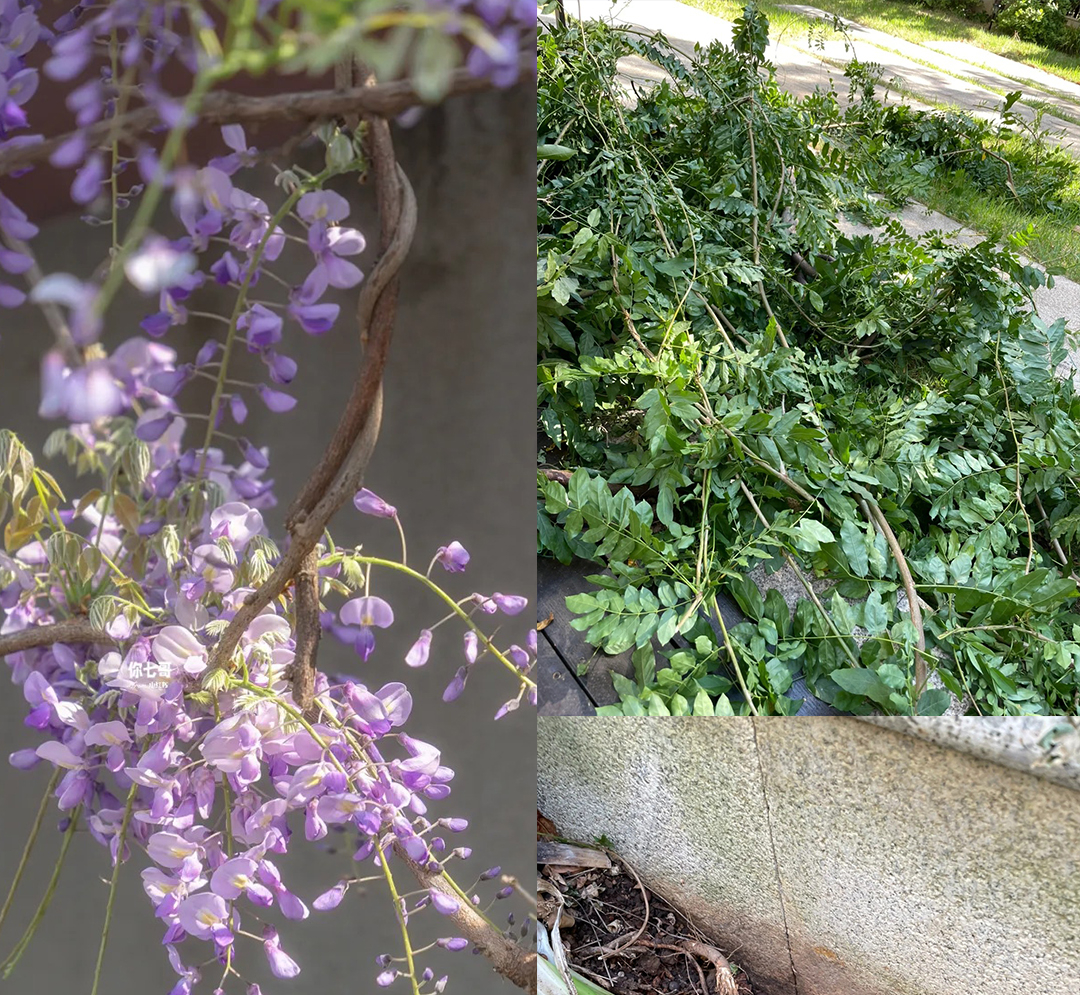 Đừng trồng 8 loại cây này trong nhà - tưởng đẹp mà hóa rước họa, ai từng trồng đều phải “hối hận muốn khóc”!- Ảnh 1. Đừng trồng 8 loại cây này trong nhà - tưởng đẹp mà hóa rước họa, ai từng trồng đều phải “hối hận muốn khóc”!- Ảnh 1.