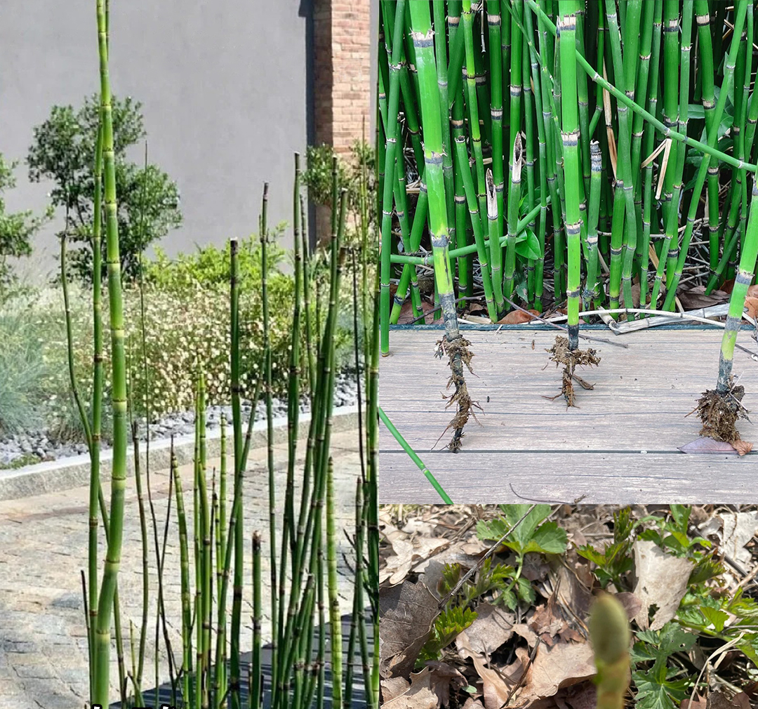 Đừng trồng 8 loại cây này trong nhà - tưởng đẹp mà hóa rước họa, ai từng trồng đều phải “hối hận muốn khóc”!- Ảnh 3. Đừng trồng 8 loại cây này trong nhà - tưởng đẹp mà hóa rước họa, ai từng trồng đều phải “hối hận muốn khóc”!- Ảnh 3.