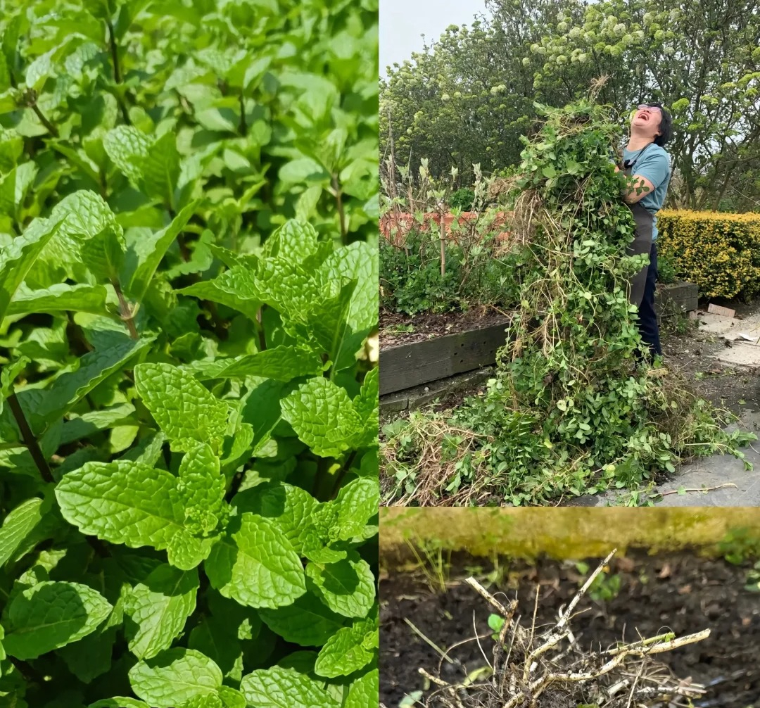 Đừng trồng 8 loại cây này trong nhà - tưởng đẹp mà hóa rước họa, ai từng trồng đều phải “hối hận muốn khóc”!- Ảnh 4. Đừng trồng 8 loại cây này trong nhà - tưởng đẹp mà hóa rước họa, ai từng trồng đều phải “hối hận muốn khóc”!- Ảnh 4.