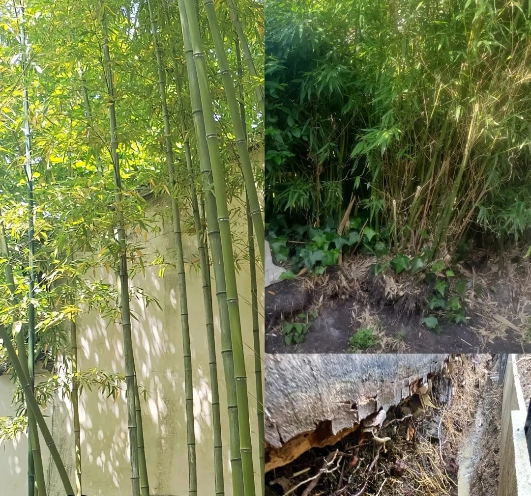 Đừng trồng 8 loại cây này trong nhà - tưởng đẹp mà hóa rước họa, ai từng trồng đều phải “hối hận muốn khóc”!- Ảnh 5. Đừng trồng 8 loại cây này trong nhà - tưởng đẹp mà hóa rước họa, ai từng trồng đều phải “hối hận muốn khóc”!- Ảnh 5.