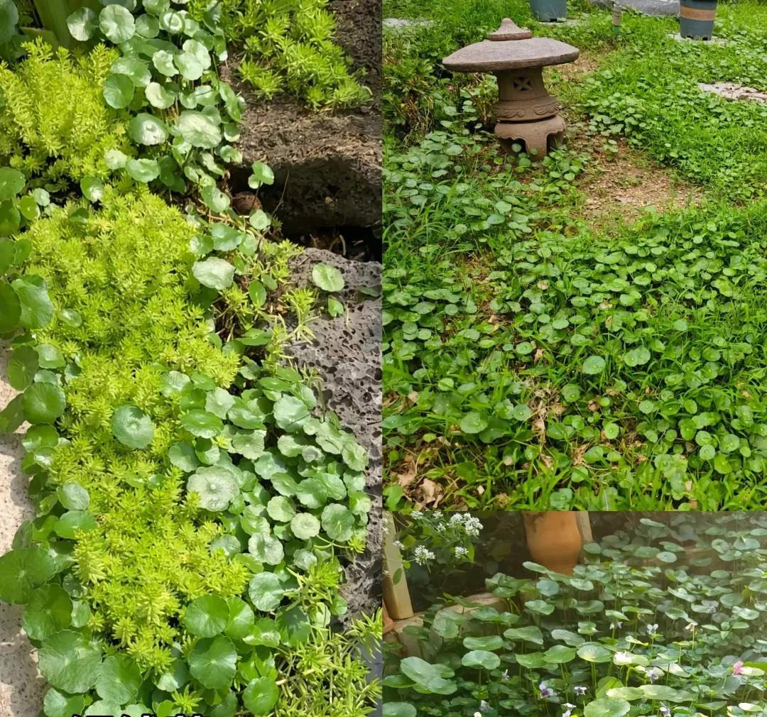 Đừng trồng 8 loại cây này trong nhà - tưởng đẹp mà hóa rước họa, ai từng trồng đều phải “hối hận muốn khóc”!- Ảnh 6. Đừng trồng 8 loại cây này trong nhà - tưởng đẹp mà hóa rước họa, ai từng trồng đều phải “hối hận muốn khóc”!- Ảnh 6.