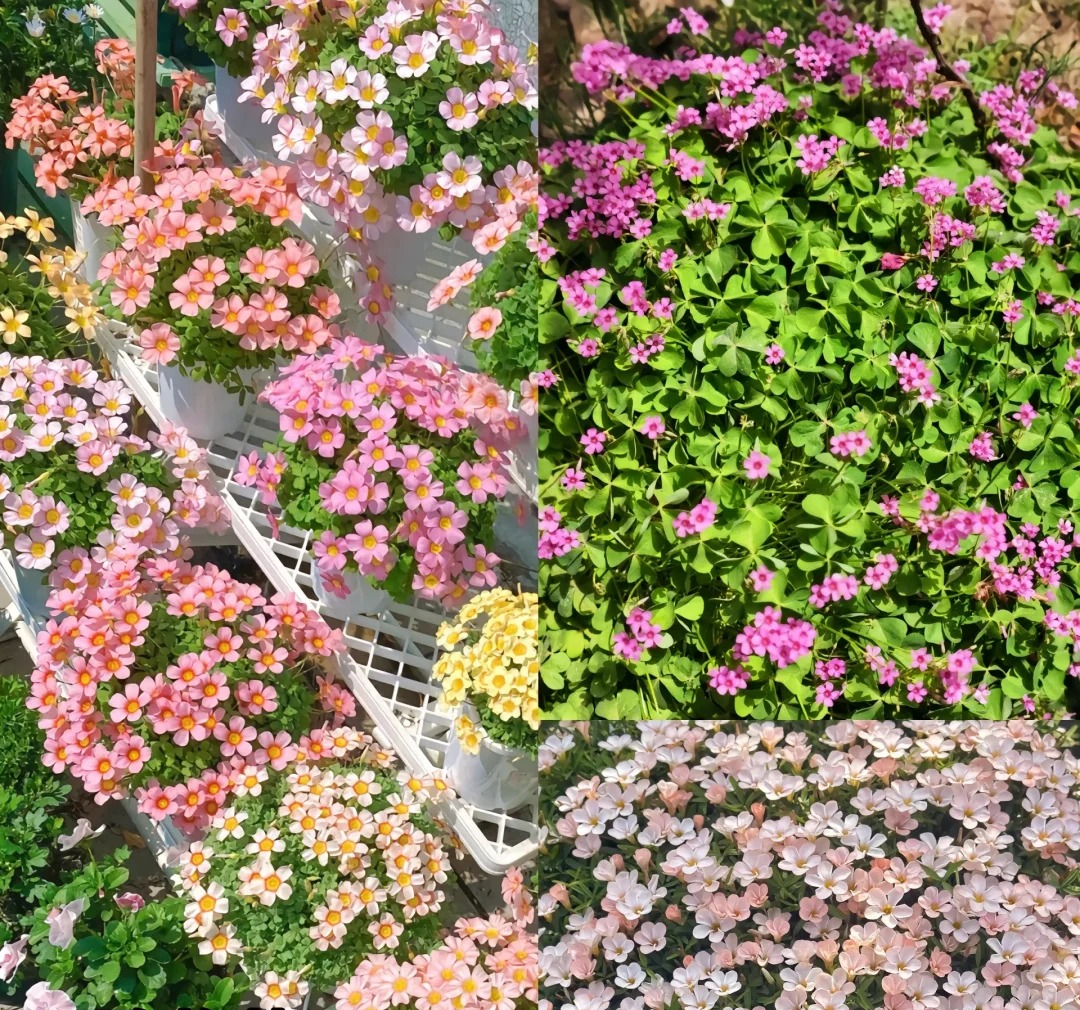 Đừng trồng 8 loại cây này trong nhà - tưởng đẹp mà hóa rước họa, ai từng trồng đều phải “hối hận muốn khóc”!- Ảnh 7. Đừng trồng 8 loại cây này trong nhà - tưởng đẹp mà hóa rước họa, ai từng trồng đều phải “hối hận muốn khóc”!- Ảnh 7.