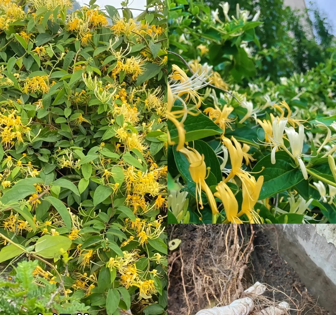 Đừng trồng 8 loại cây này trong nhà - tưởng đẹp mà hóa rước họa, ai từng trồng đều phải “hối hận muốn khóc”!- Ảnh 8. Đừng trồng 8 loại cây này trong nhà - tưởng đẹp mà hóa rước họa, ai từng trồng đều phải “hối hận muốn khóc”!- Ảnh 8.