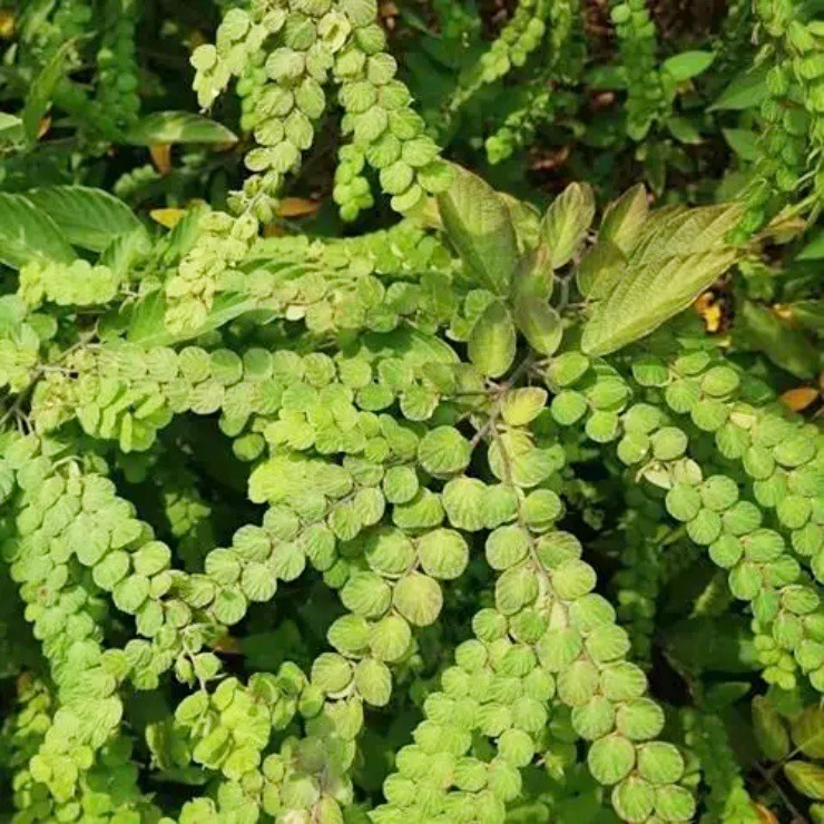 Cây mọc dại người Việt "thờ ơ", nước ngoài hái lá khô đem bán cũng kiếm bộn - Ảnh 1.