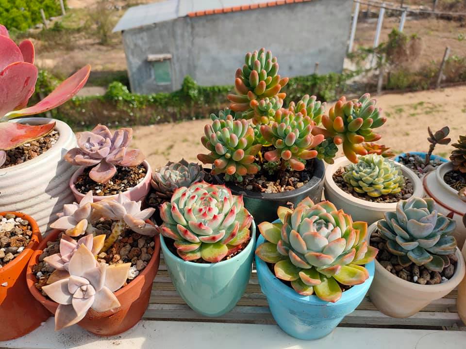 Tôi trồng cây kim tiền 8 năm, rồi buộc phải bỏ: Không phải vì độc ác, mà vì tôi không còn lựa chọn nào khác- Ảnh 3.