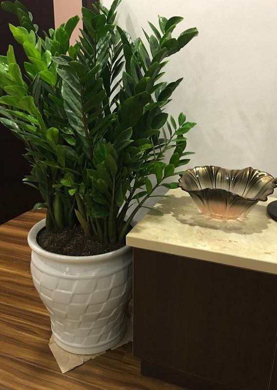 Tôi trồng cây kim tiền 8 năm, rồi buộc phải bỏ: Không phải vì độc ác, mà vì tôi không còn lựa chọn nào khác- Ảnh 1.