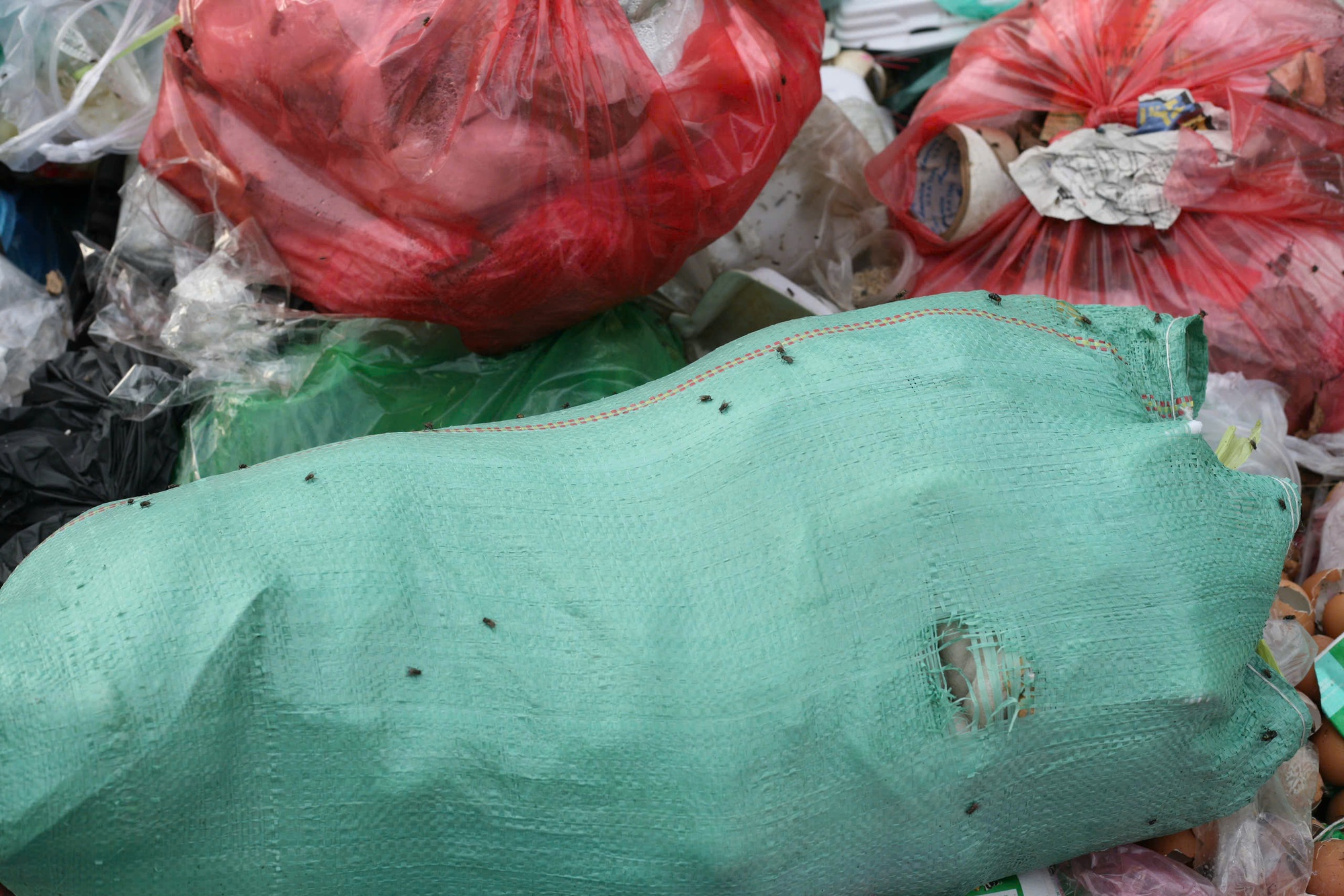 - Ảnh 6. - Ảnh 6.