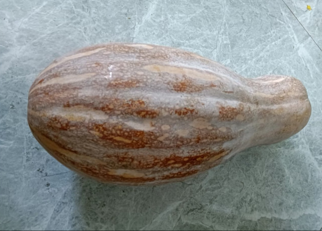 Ông lão nông dân khuyên: "Mua bí ngô, đừng nhìn vào kích thước, hãy chú ý 4 điểm này, sẽ chọn được quả chất lượng tuyệt hảo!- Ảnh 2.