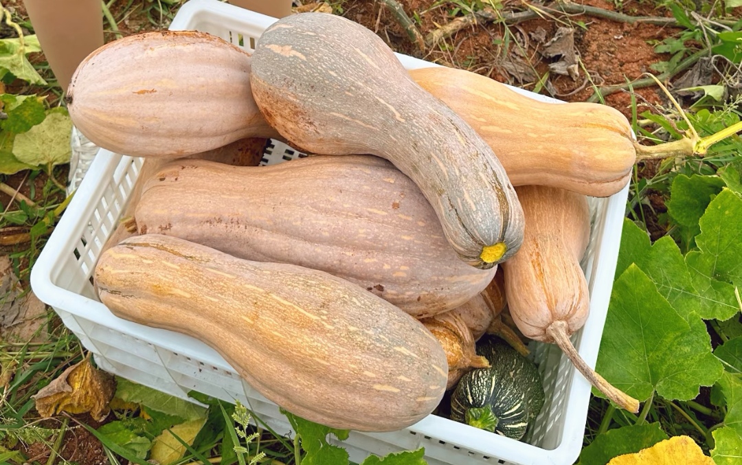 Ông lão nông dân khuyên: "Mua bí ngô, đừng nhìn vào kích thước, hãy chú ý 4 điểm này, sẽ chọn được quả chất lượng tuyệt hảo!- Ảnh 3.