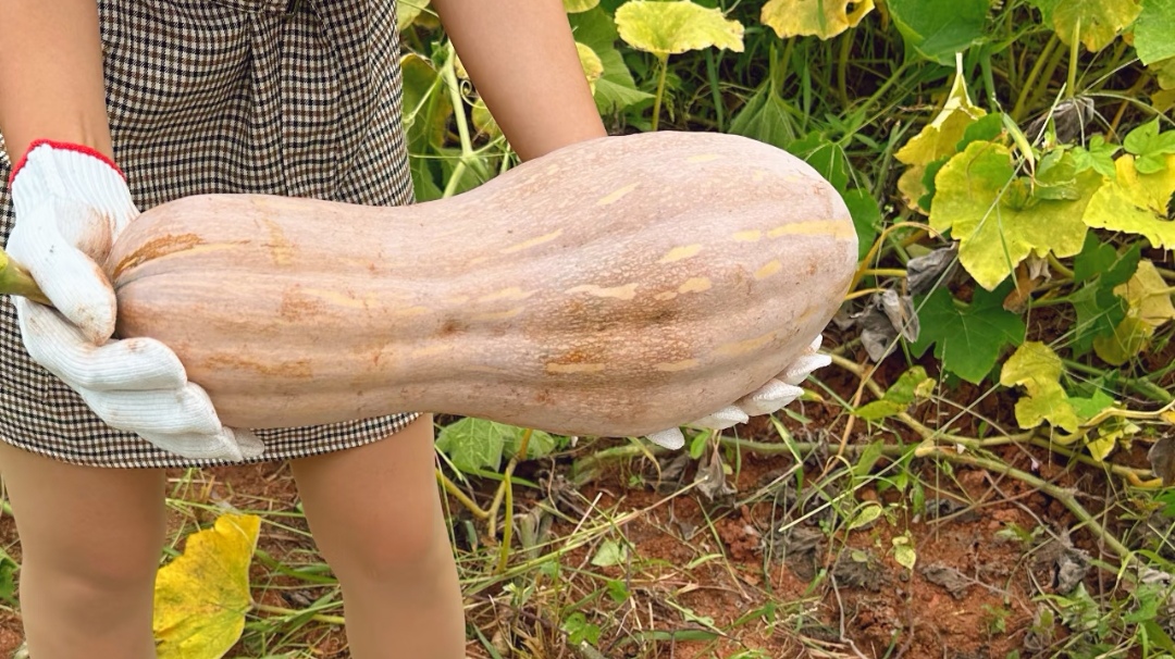 Ông lão nông dân khuyên: "Mua bí ngô, đừng nhìn vào kích thước, hãy chú ý 4 điểm này, sẽ chọn được quả chất lượng tuyệt hảo!- Ảnh 4.