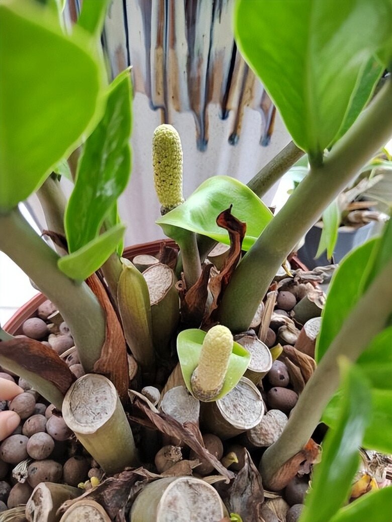 Ông bà bảo trồng 3 cây này: Hết lúa Chúa lại ban, hết tiền Tiên lại cứu