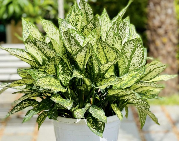 Ông bà bảo trồng 3 cây này: Hết lúa Chúa lại ban, hết tiền Tiên lại cứu