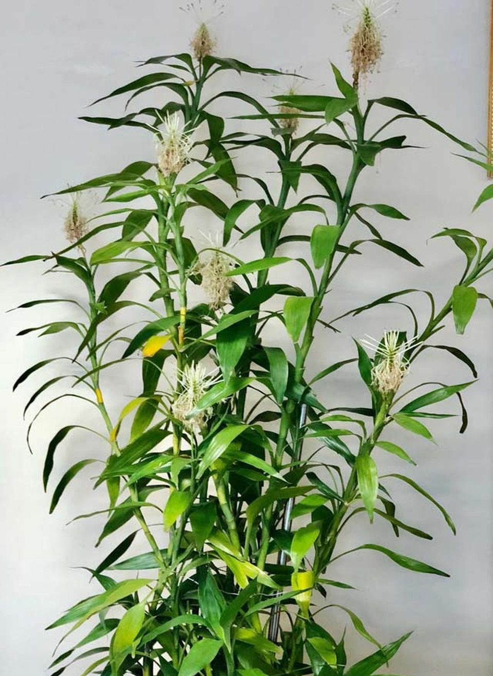 Ông bà bảo trồng 3 cây này: Hết lúa Chúa lại ban, hết tiền Tiên lại cứu