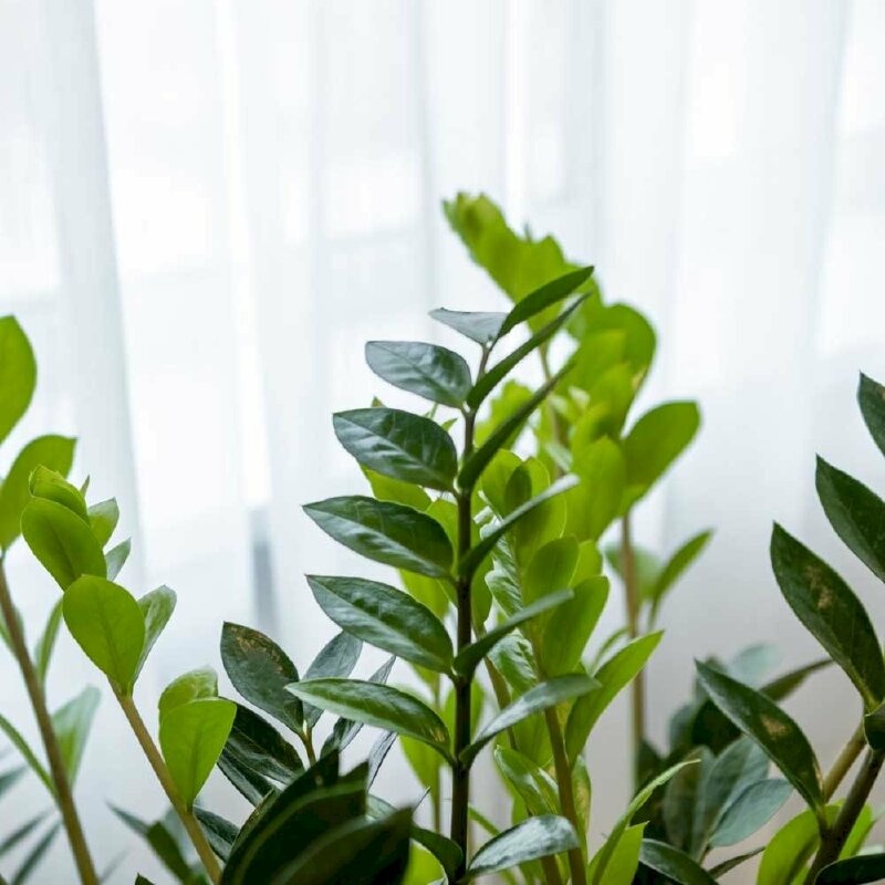 Ông bà bảo trồng 3 cây này: Hết lúa Chúa lại ban, hết tiền Tiên lại cứu