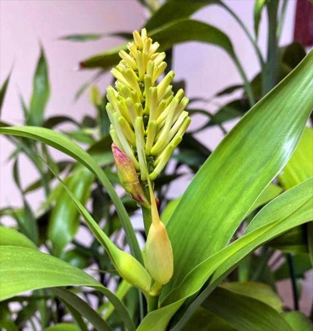 Ông bà bảo trồng 3 cây này: Hết lúa Chúa lại ban, hết tiền Tiên lại cứu