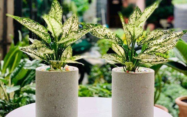 Ông bà bảo trồng 3 cây này: Hết lúa Chúa lại ban, hết tiền Tiên lại cứu