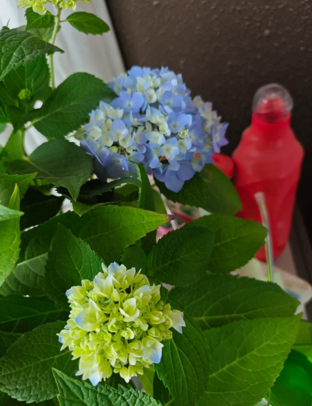 Lần đầu tiên sau 40 năm cuộc đời phát hiện: 9 sự "bá đạo" của giấm trắng - Ảnh 3. Lần đầu tiên sau 40 năm cuộc đời phát hiện: 9 sự "bá đạo" của giấm trắng - Ảnh 3.