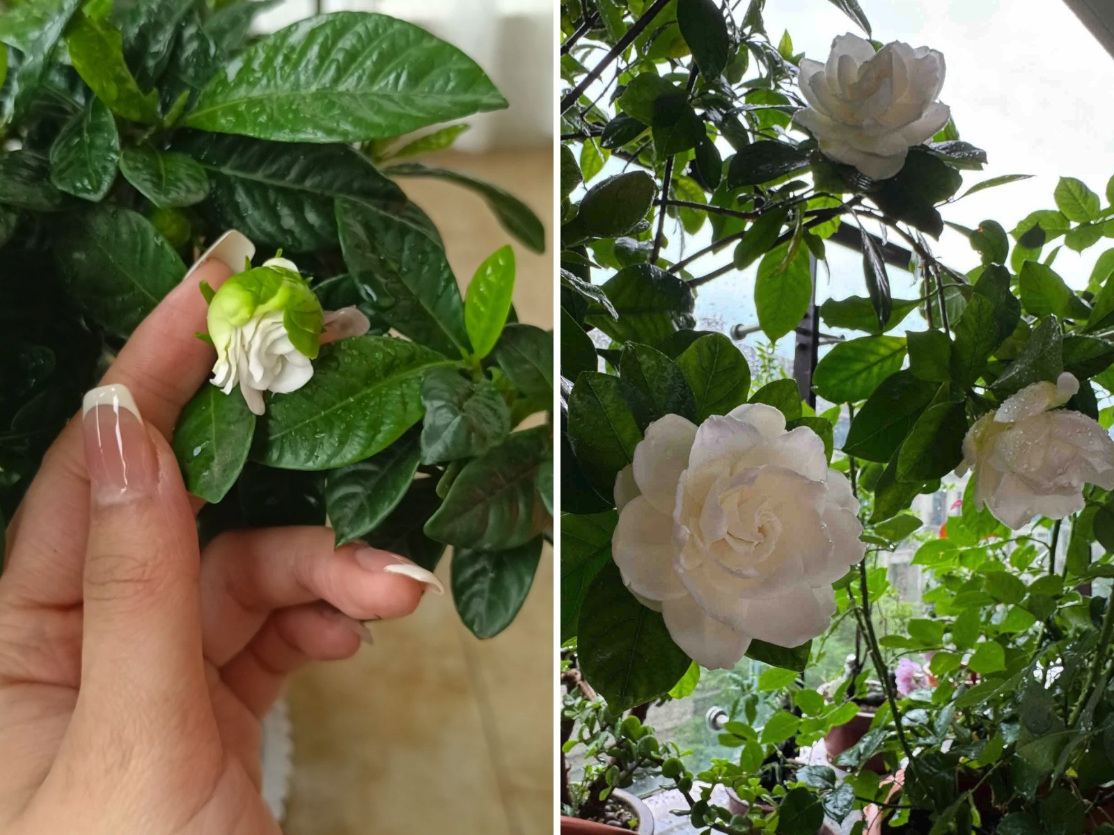 Lần đầu tiên sau 40 năm cuộc đời phát hiện: 9 sự "bá đạo" của giấm trắng - Ảnh 4. Lần đầu tiên sau 40 năm cuộc đời phát hiện: 9 sự "bá đạo" của giấm trắng - Ảnh 4.