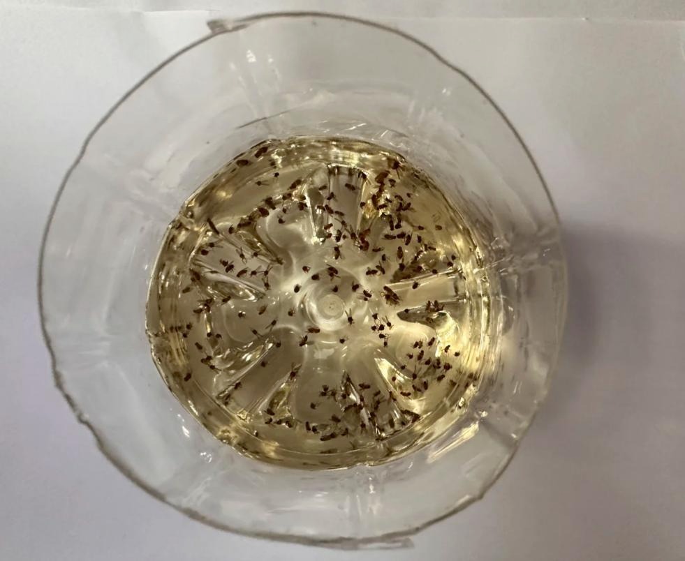 Lần đầu tiên sau 40 năm cuộc đời phát hiện: 9 sự "bá đạo" của giấm trắng - Ảnh 1. Lần đầu tiên sau 40 năm cuộc đời phát hiện: 9 sự "bá đạo" của giấm trắng - Ảnh 1.