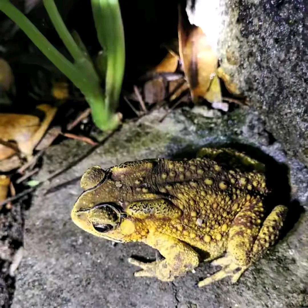 Đừng động đến 4 loại "thực phẩm chết người" này! Dù đã nấu chín kỹ, chúng vẫn có thể "giết" bạn - Ảnh 2.