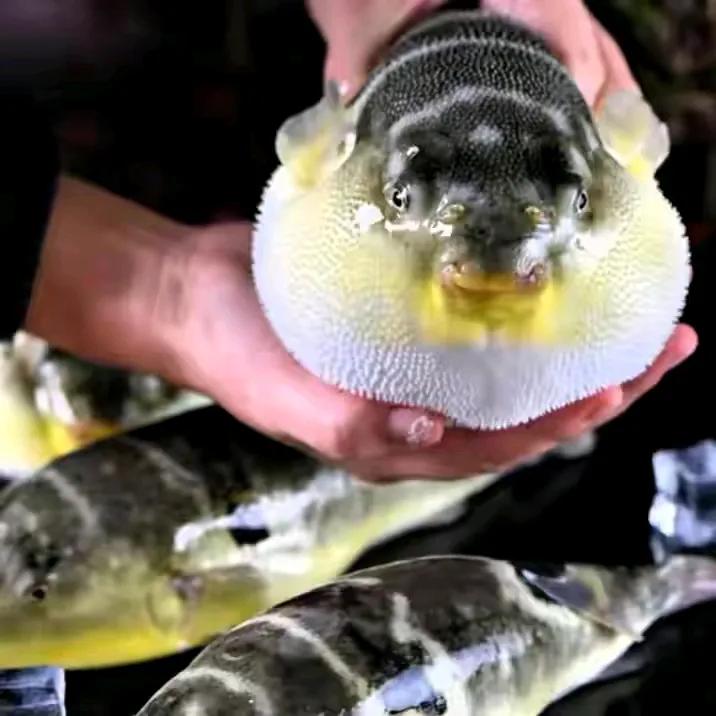 Đừng động đến 4 loại "thực phẩm chết người" này! Dù đã nấu chín kỹ, chúng vẫn có thể "giết" bạn - Ảnh 3.