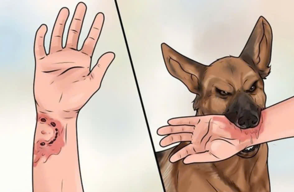 Phan Thiết ra thông báo khẩn sau khi chó hoang cắn nhiều người rồi chết dương tính với bệnh Dại - Ảnh 1.