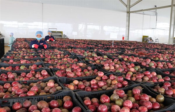 Một 'sản vật' triệu USD của Việt Nam được Trung Quốc ồ ạt thu mua, nước ta là nhà xuất khẩu top 10 thế giới- Ảnh 1. Một 'sản vật' triệu USD của Việt Nam được Trung Quốc ồ ạt thu mua, nước ta là nhà xuất khẩu top 10 thế giới- Ảnh 1.