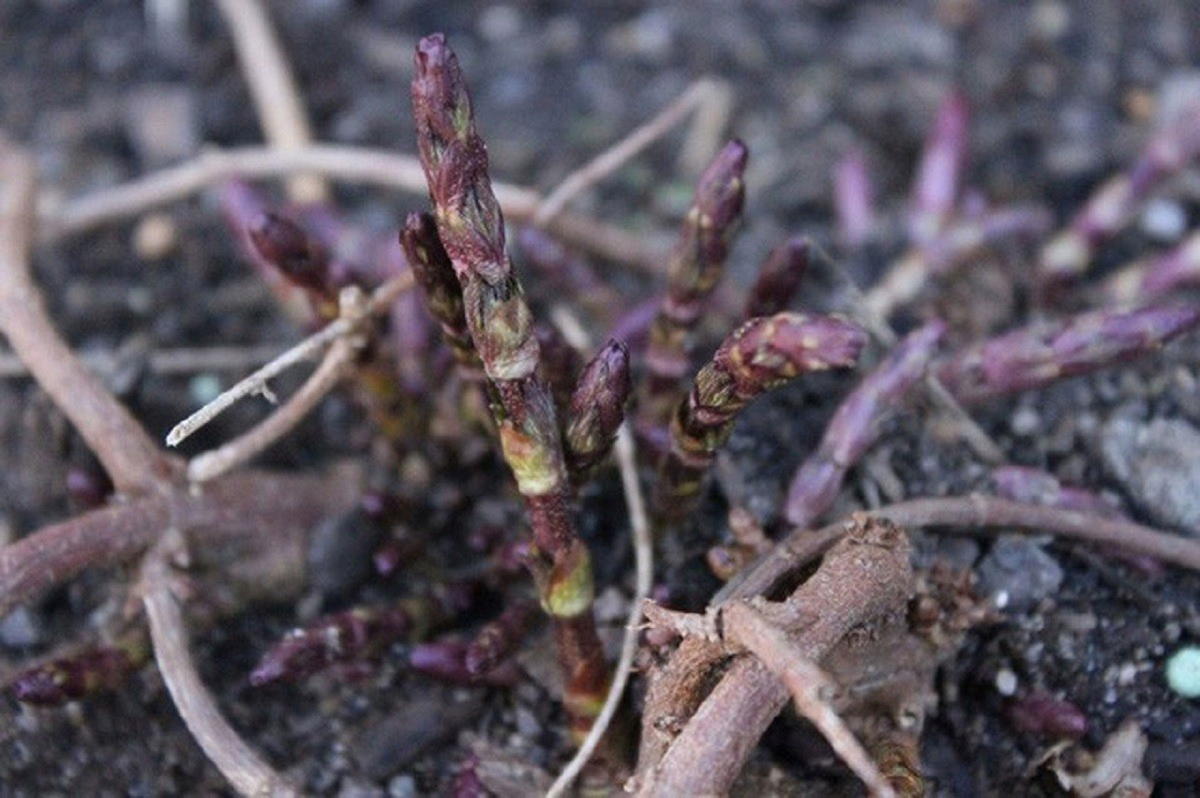 Loại cây dại xưa mọc không ai hái, nay "hái ra tiền" 39 triệu/kg - Ảnh 1.