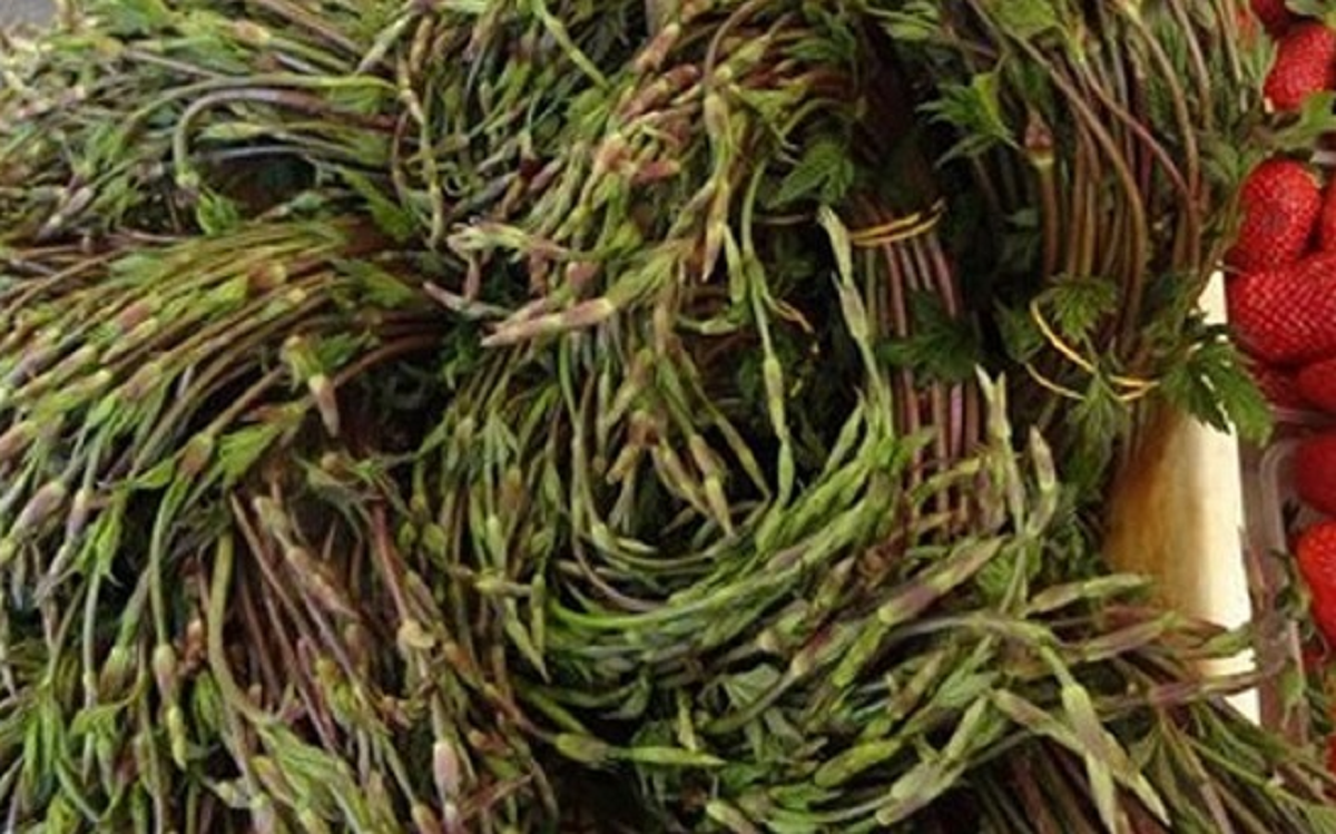 Loại cây dại xưa mọc không ai hái, nay "hái ra tiền" 39 triệu/kg - Ảnh 2.