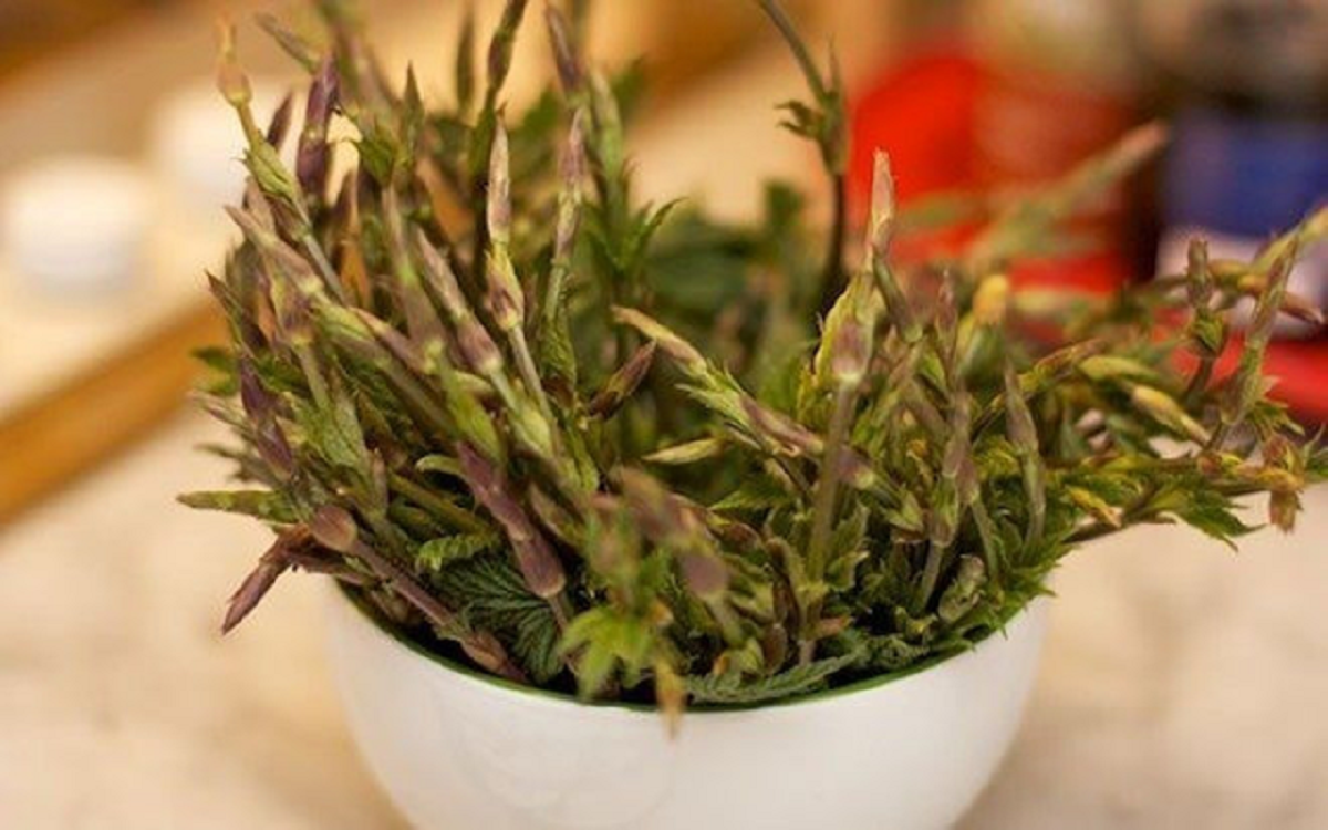 Loại cây dại xưa mọc không ai hái, nay "hái ra tiền" 39 triệu/kg - Ảnh 3.