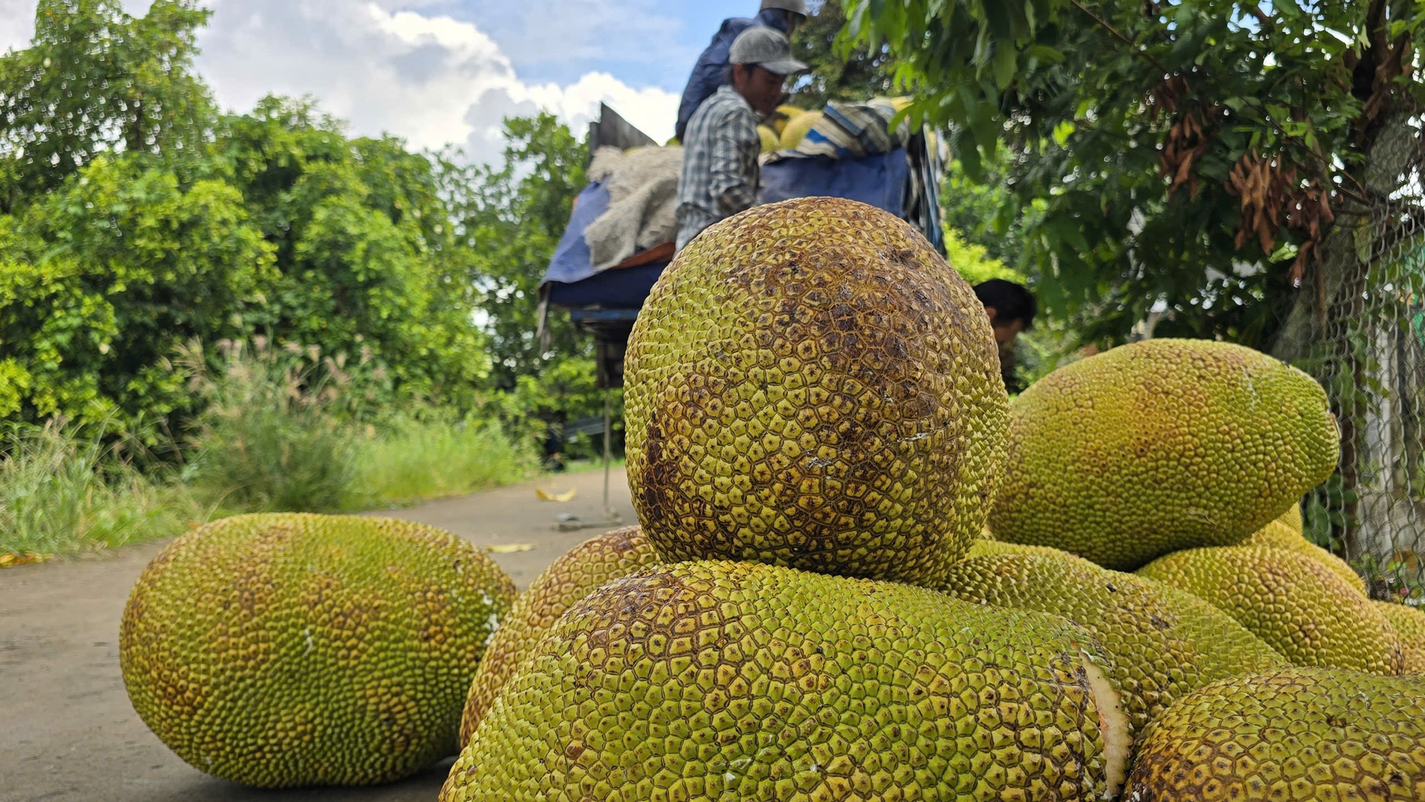 Giá nông thủy sản miền Tây: Mít kem là mít gì? - Ảnh 1. Giá nông thủy sản miền Tây: Mít kem là mít gì? - Ảnh 1.