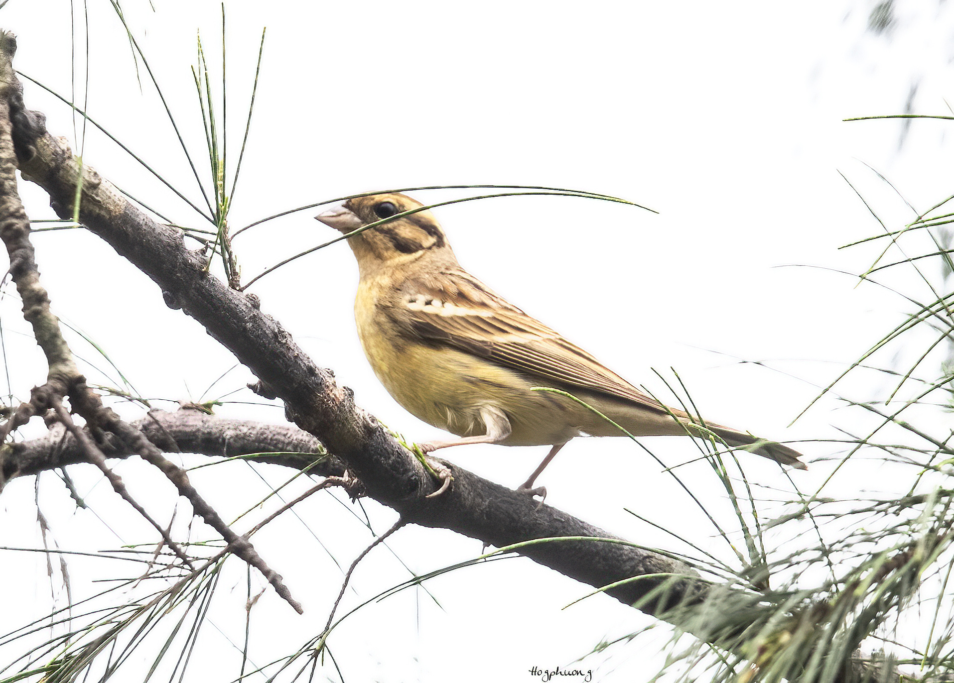 Phát hiện 2 “báu vật sống” cực kỳ quý hiếm đang bên bờ tuyệt chủng tại Vườn Quốc gia Bái Tử Long- Ảnh 1. Phát hiện 2 “báu vật sống” cực kỳ quý hiếm đang bên bờ tuyệt chủng tại Vườn Quốc gia Bái Tử Long- Ảnh 1.