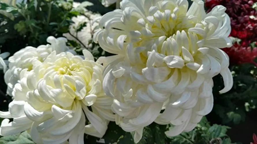 5 loại hoa “phá tiền” thường thấy trong nhà – trông đẹp nhưng lại khiến tài vận tiêu tán, nên bỏ ngay- Ảnh 1.