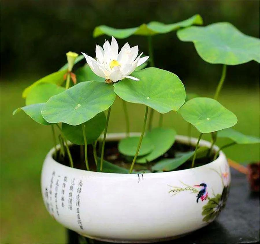 5 loại hoa “phá tiền” thường thấy trong nhà – trông đẹp nhưng lại khiến tài vận tiêu tán, nên bỏ ngay- Ảnh 3.