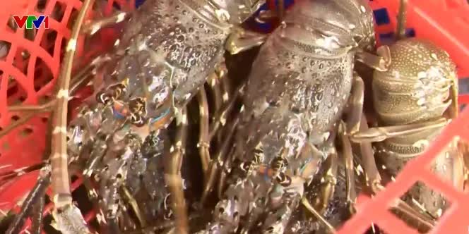 Mùa bão về, người nuôi tôm hùm lo “trắng tay”- Ảnh 1. Mùa bão về, người nuôi tôm hùm lo “trắng tay”- Ảnh 1.