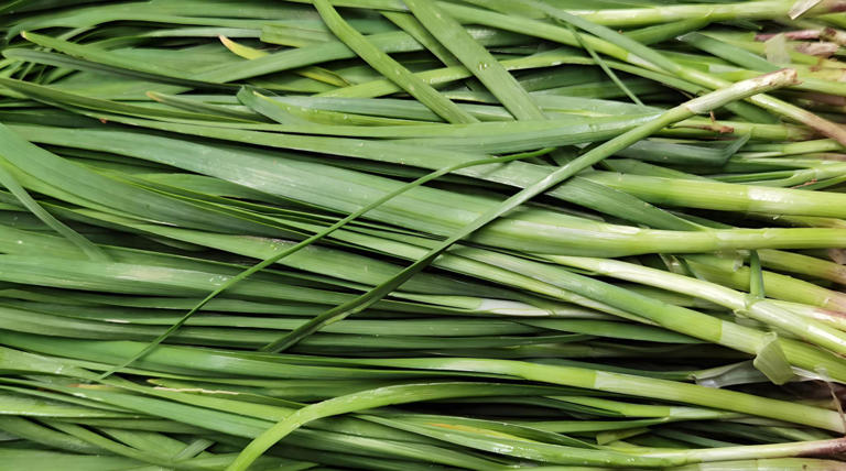 5 loại rau dễ "ngậm thuốc trừ sâu" nhất chợ, dân buôn né xa - Ảnh 1.