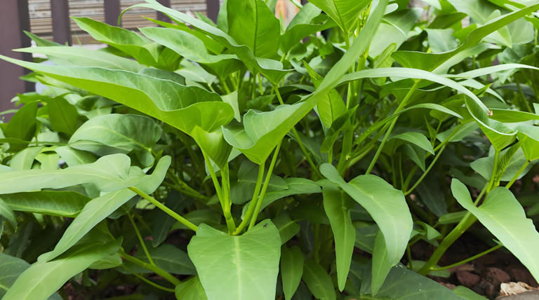 5 loại rau dễ "ngậm thuốc trừ sâu" nhất chợ, dân buôn né xa - Ảnh 3.