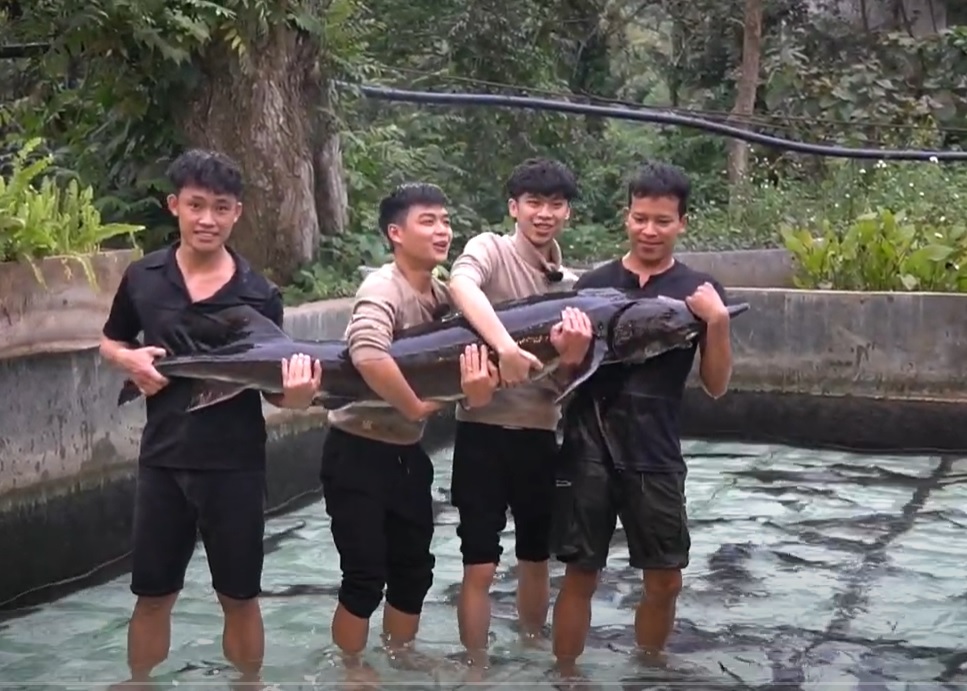 Cá tầm Siberi 15 năm tuổi lớn nhất Việt Nam sắp được chào bán tại Hà Nội - Ảnh 3. Cá tầm Siberi 15 năm tuổi lớn nhất Việt Nam sắp được chào bán tại Hà Nội - Ảnh 3.