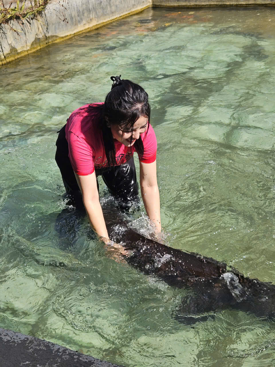 Cá tầm Siberi 15 năm tuổi lớn nhất Việt Nam sắp được chào bán tại Hà Nội - Ảnh 1. Cá tầm Siberi 15 năm tuổi lớn nhất Việt Nam sắp được chào bán tại Hà Nội - Ảnh 1.