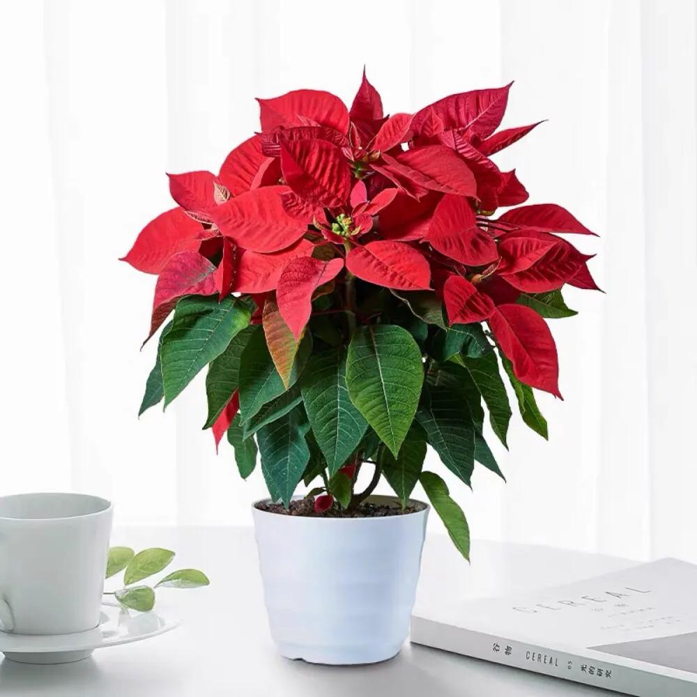 5 loại hoa “phá tiền” thường thấy trong nhà – trông đẹp nhưng lại khiến tài vận tiêu tán, nên bỏ ngay- Ảnh 4.