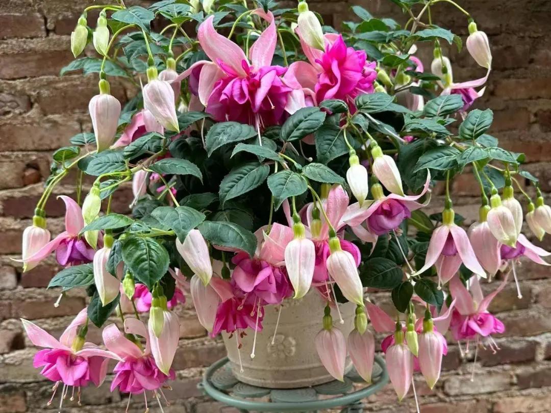 5 loại hoa “phá tiền” thường thấy trong nhà – trông đẹp nhưng lại khiến tài vận tiêu tán, nên bỏ ngay- Ảnh 5.