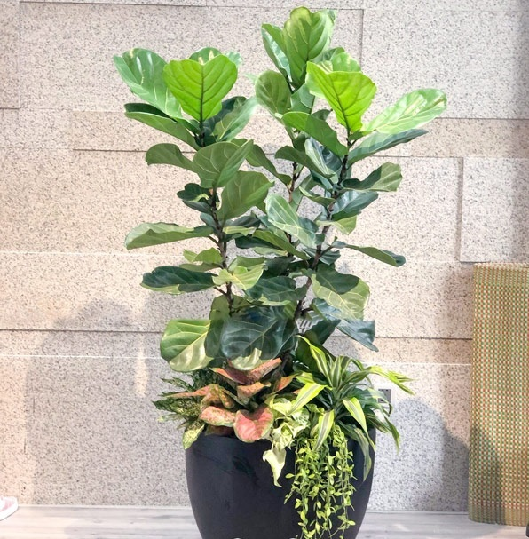 - Ảnh 3. - Ảnh 3.