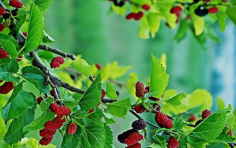 - Ảnh 2. - Ảnh 2.