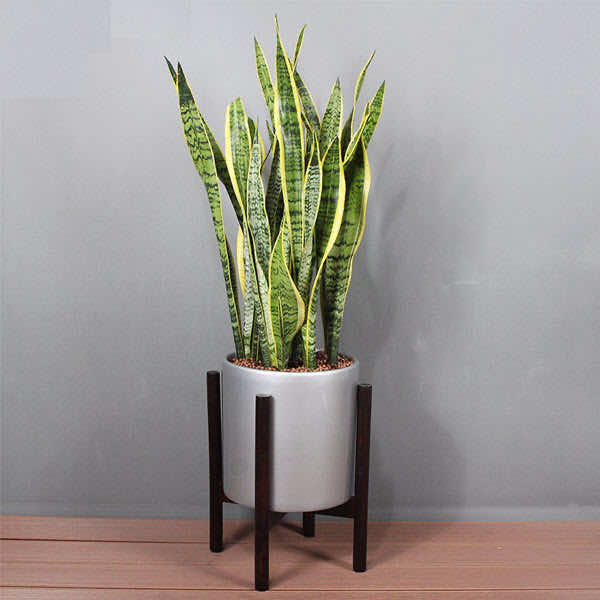 - Ảnh 5. - Ảnh 5.